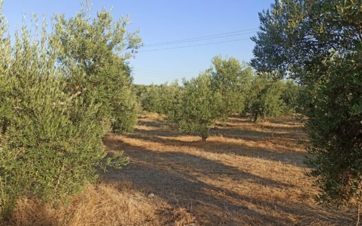 VENTA FINCA REF: 32683