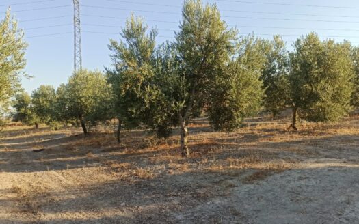 VENTA FINCA REF: 32683