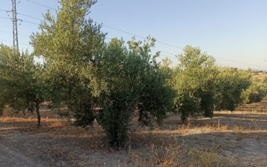 VENTA FINCA REF: 32683
